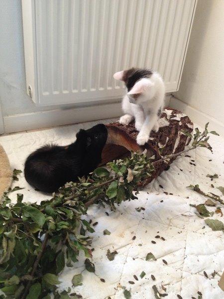 Huskat Miley - Miley og Lava hilser på hinanden, naturligvis kun under opsyn. billede 6