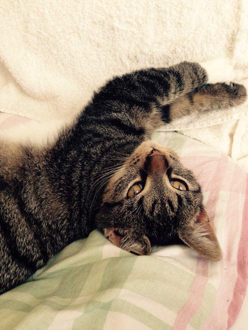 Huskat Tonser billede 22