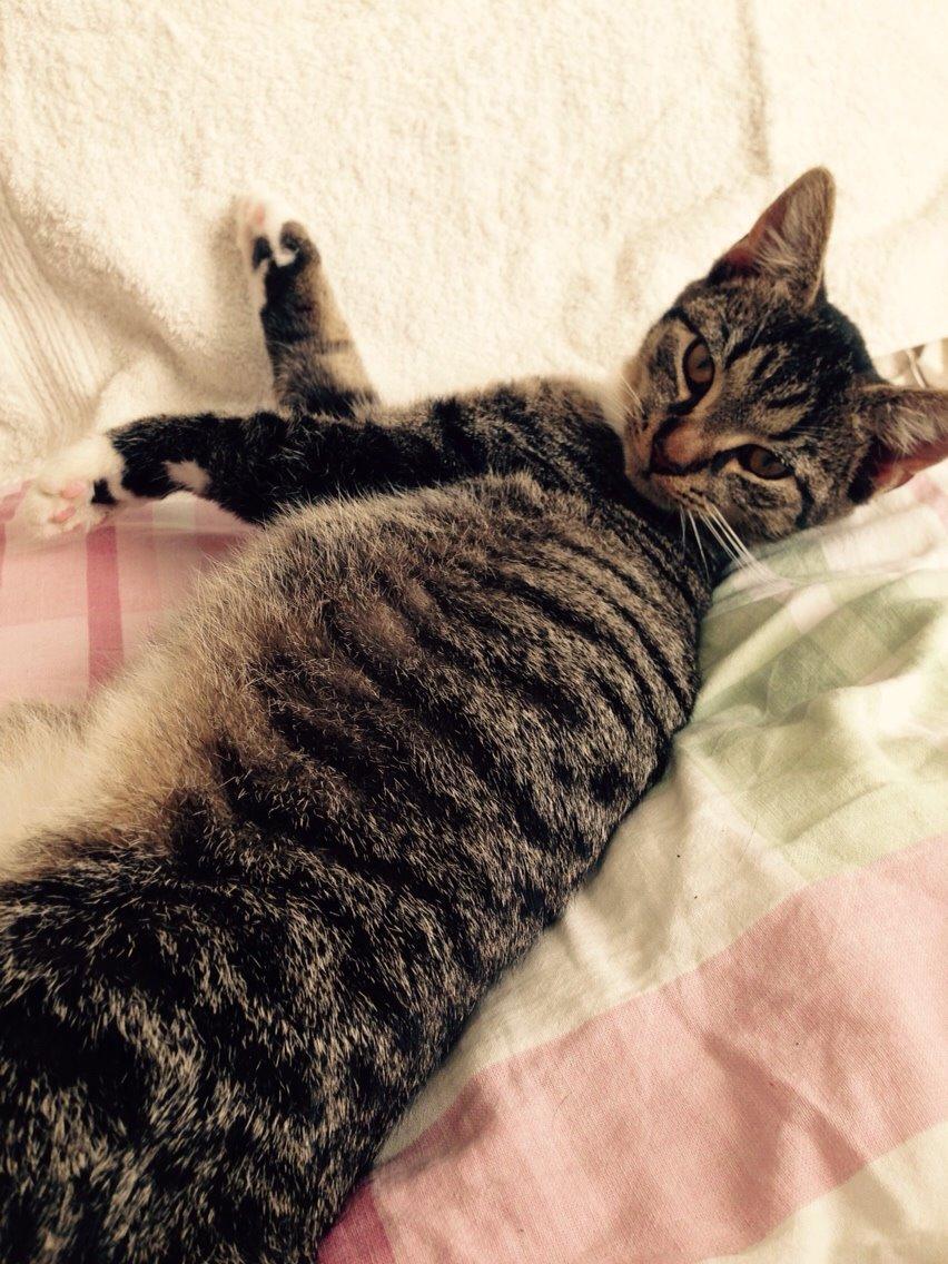 Huskat Tonser billede 20