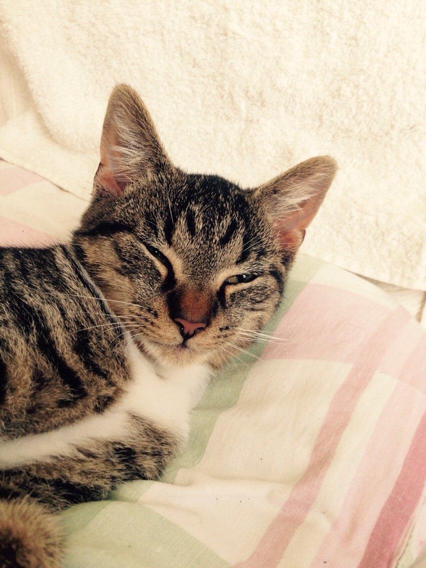 Huskat Tonser billede 23