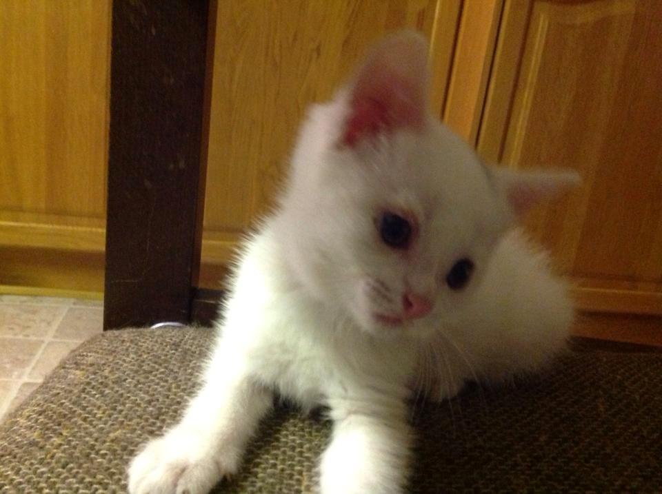 Blanding af racer MR. SNOWBALL<3*Rest in peace my angel :'-(* billede 16