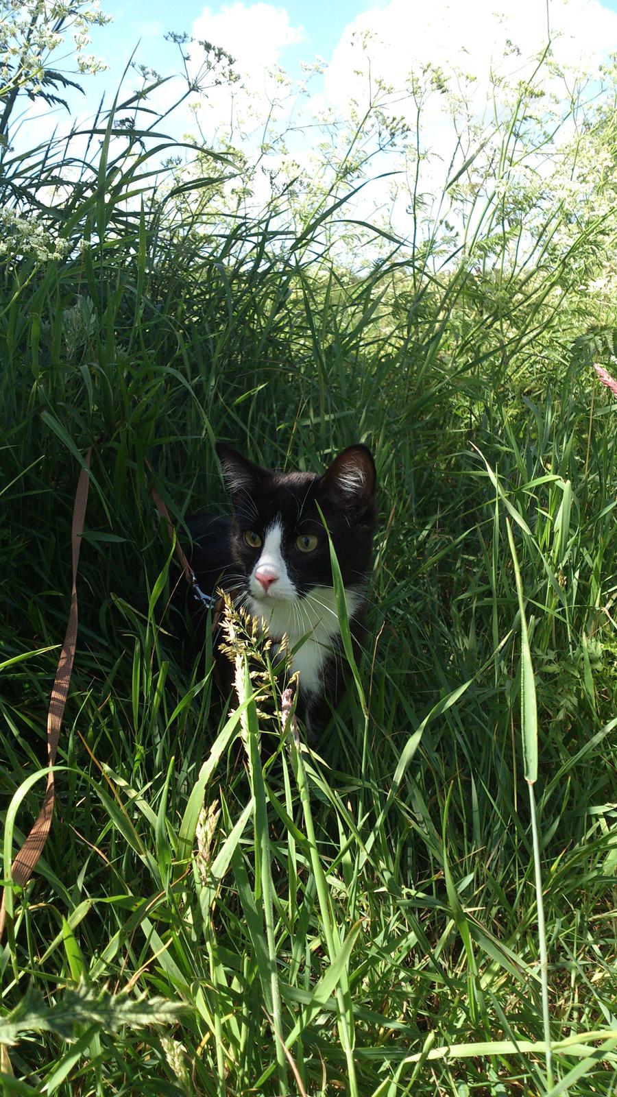 Blanding af racer Diego<3 billede 27