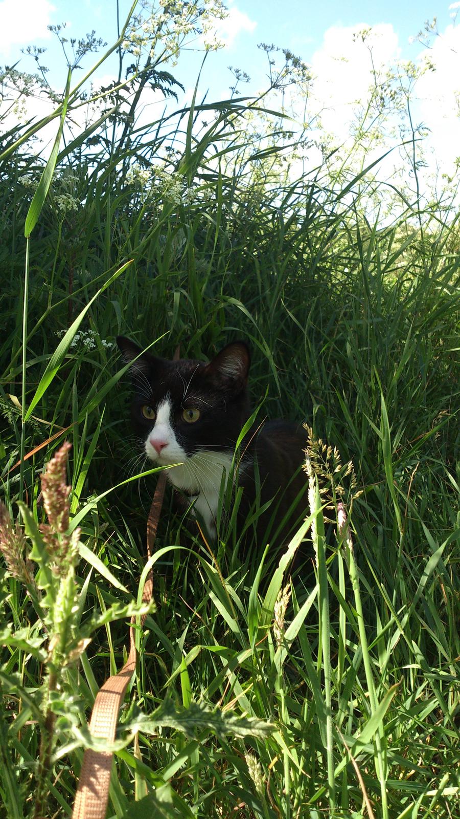 Blanding af racer Diego<3 billede 40