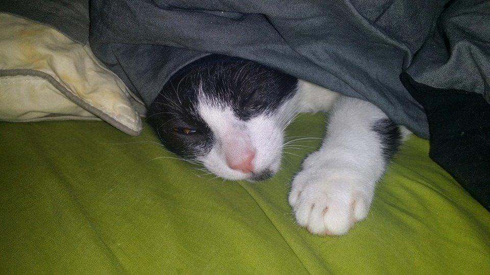 Huskat Bisse billede 1