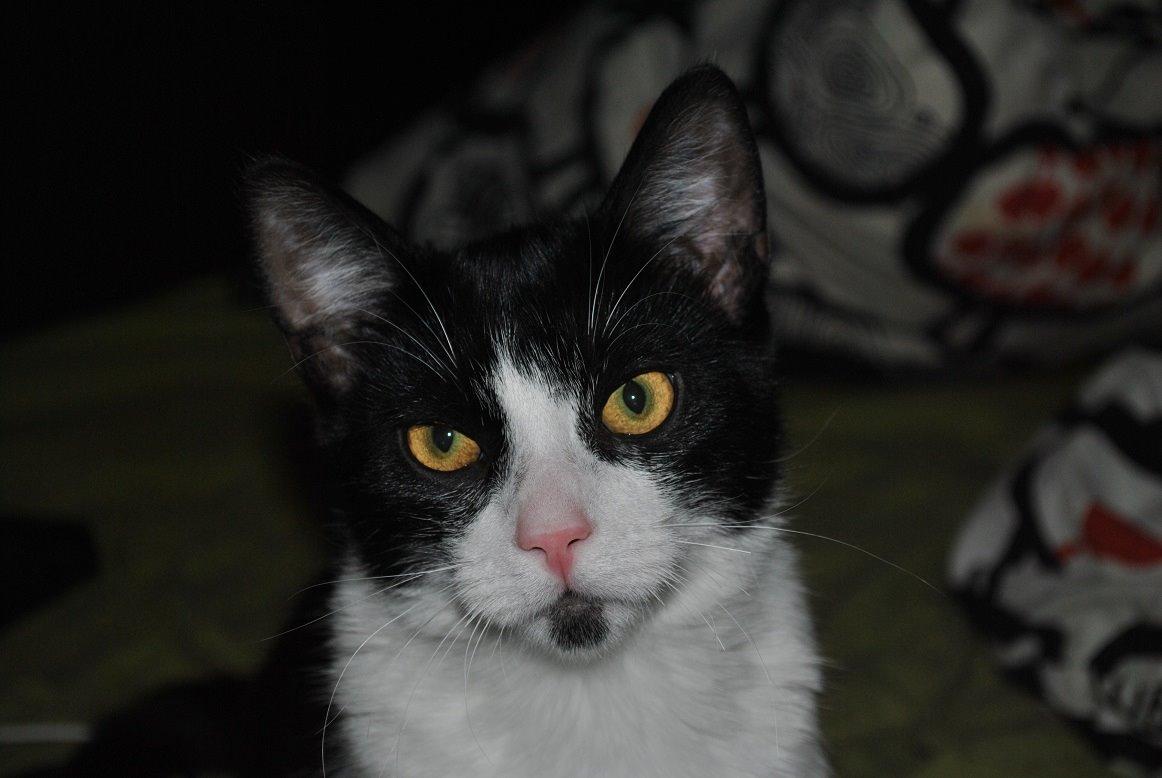 Huskat Bisse billede 3