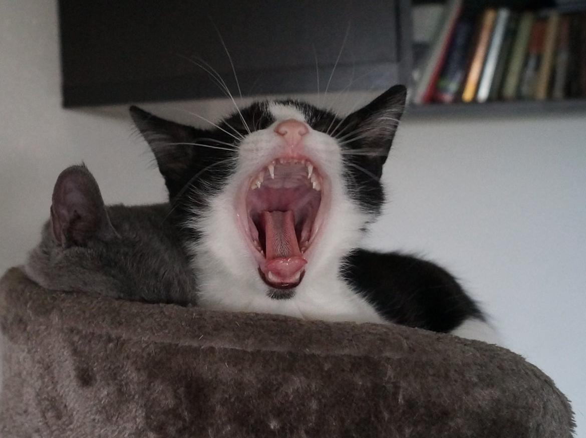 Huskat Bisse billede 4