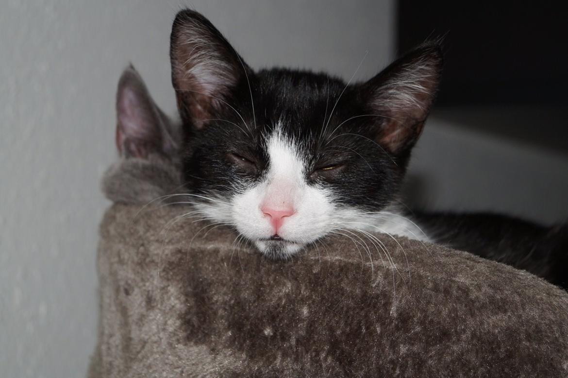 Huskat Bisse billede 5