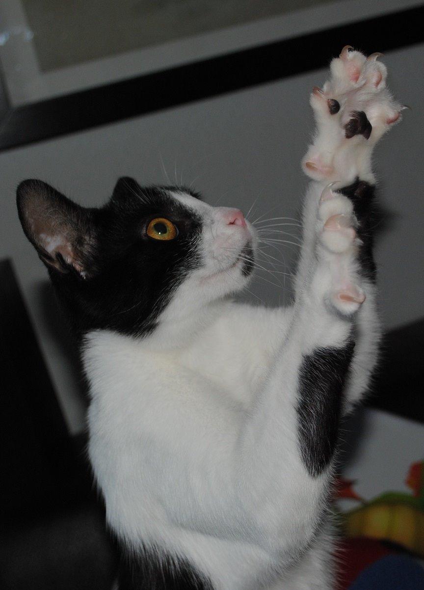 Huskat Bisse billede 6