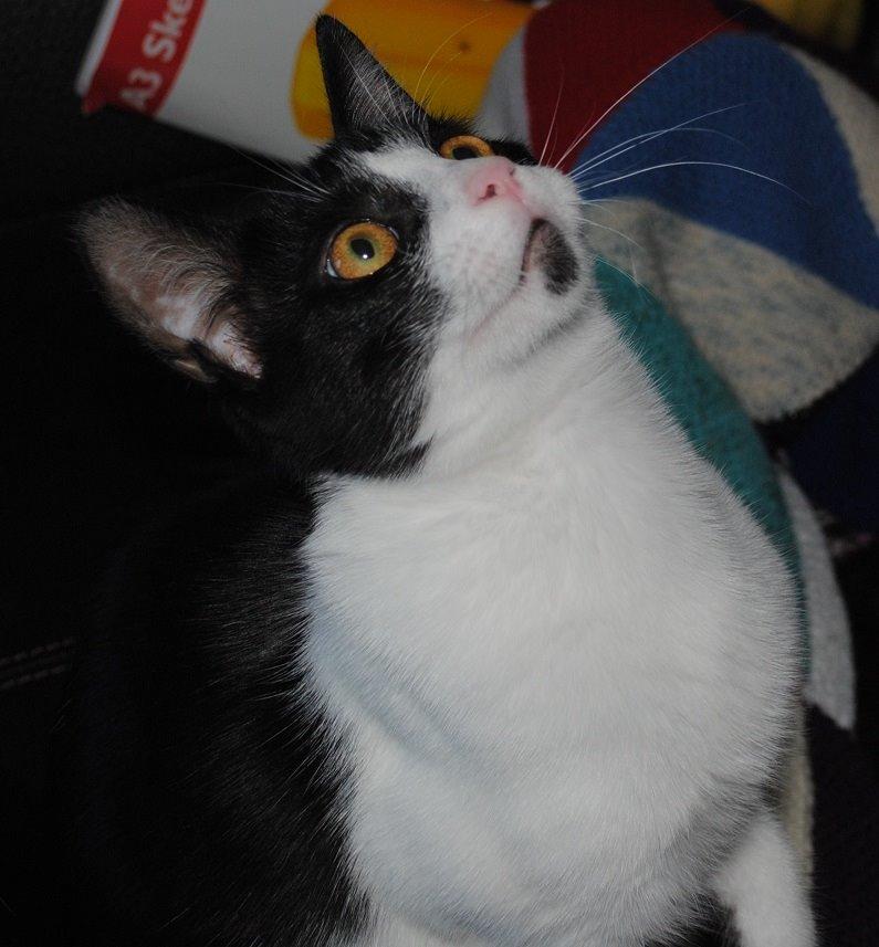 Huskat Bisse billede 7