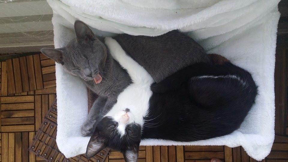 Huskat Bisse billede 2