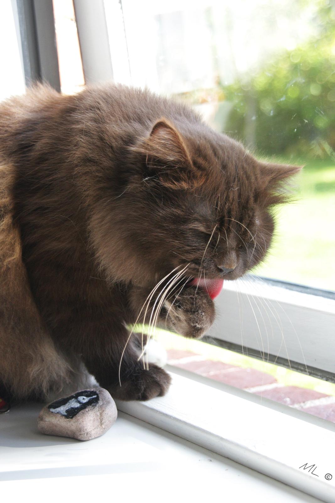 Blanding af racer ~ Cocio - 12 Oktober 2014 billede 4