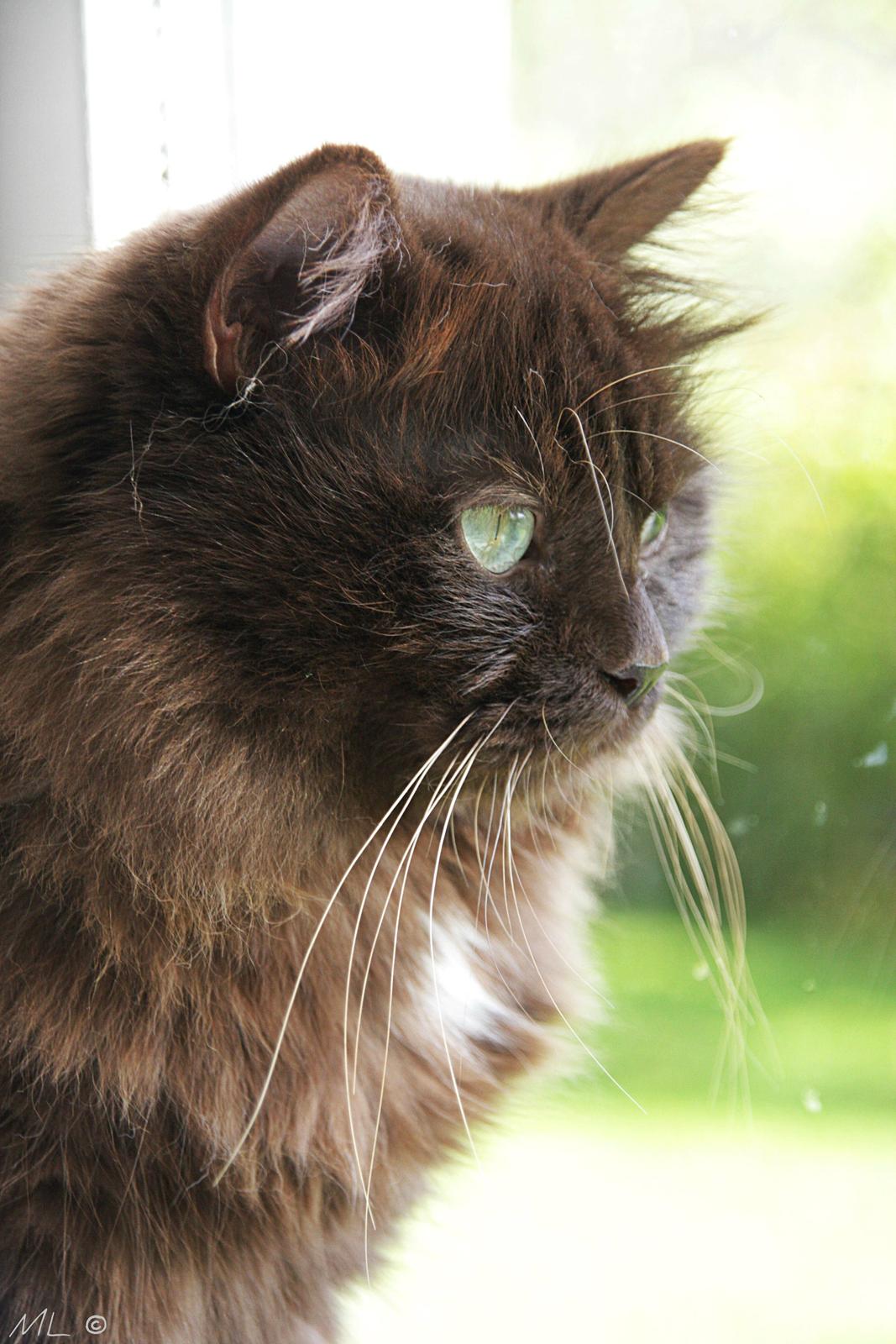 Blanding af racer ~ Cocio - 12 Oktober 2014 billede 3