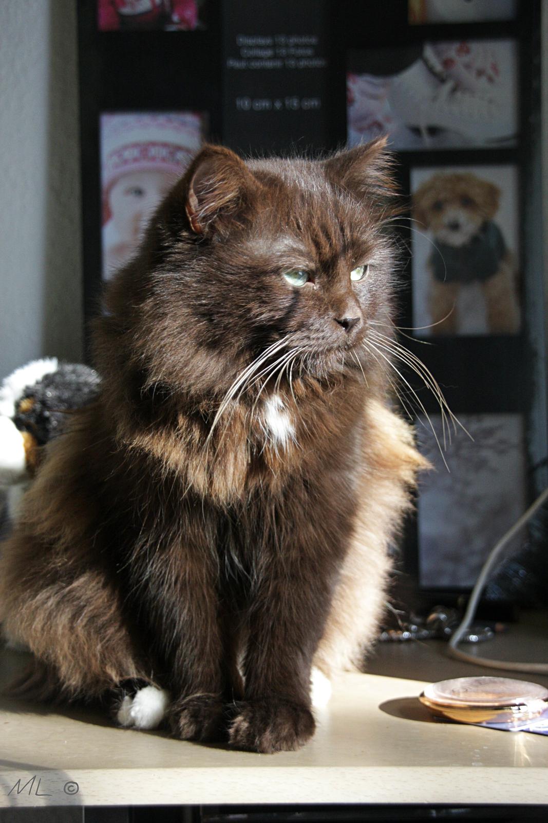 Blanding af racer ~ Cocio - 12 Oktober 2014. #Gnaven havenisse..  ;) billede 8