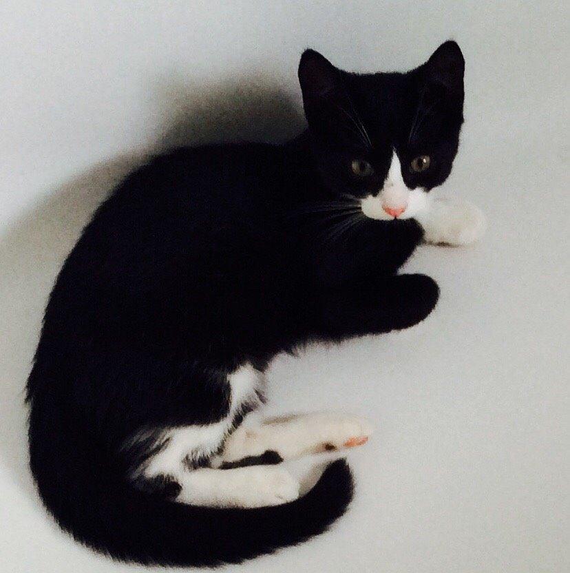 Blanding af racer Gaia Hera Mini-Snip Snude Hvidtfeldt - Gaia, din stjerne. Du skinner som din mor. billede 25