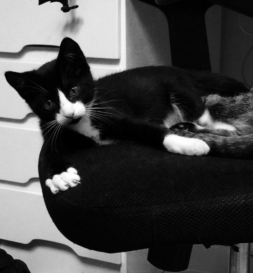 Blanding af racer Gaia Hera Mini-Snip Snude Hvidtfeldt - Farvel mus. Må du altid leve videre i mit hjerte, billede 26