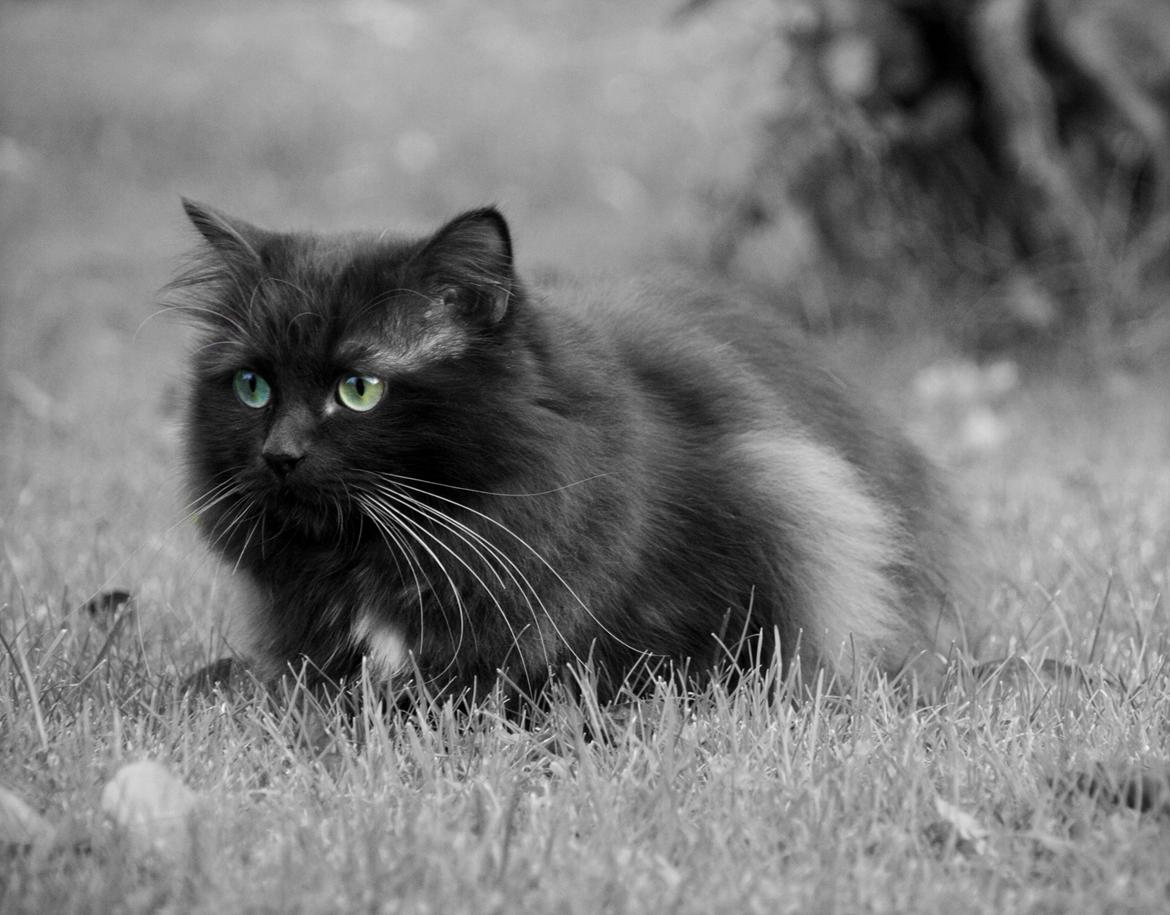 Blanding af racer ~ Cocio billede 9