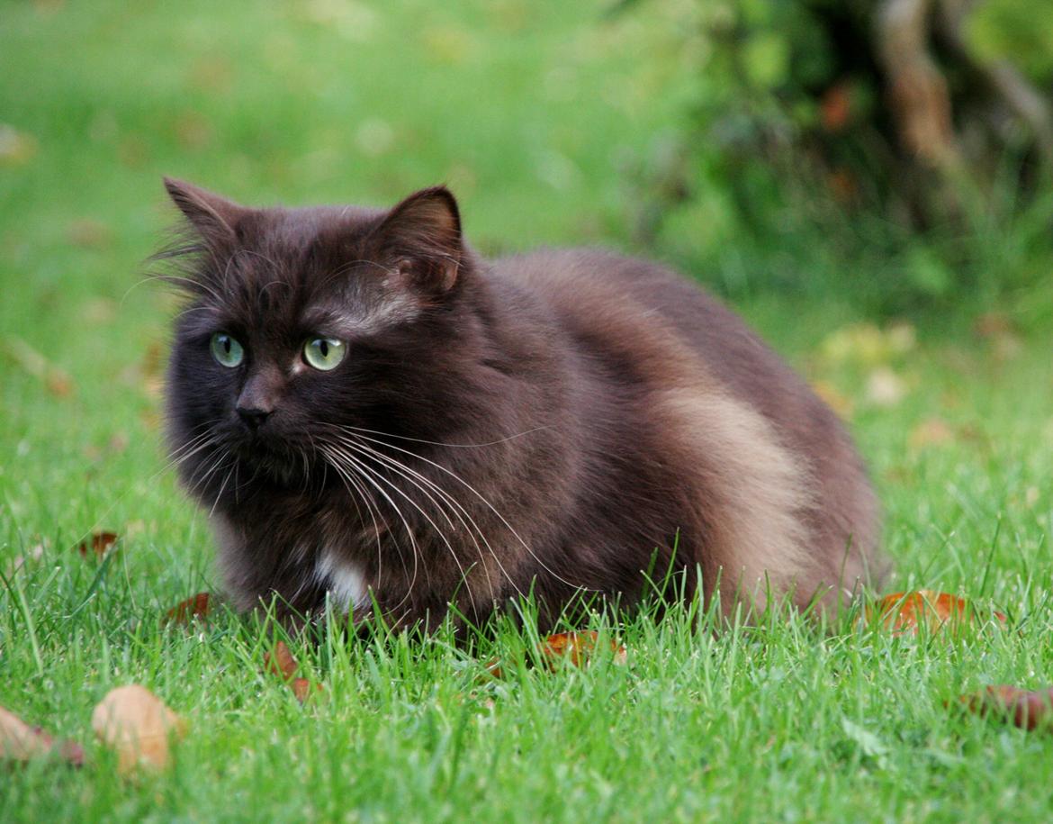 Blanding af racer ~ Cocio billede 5