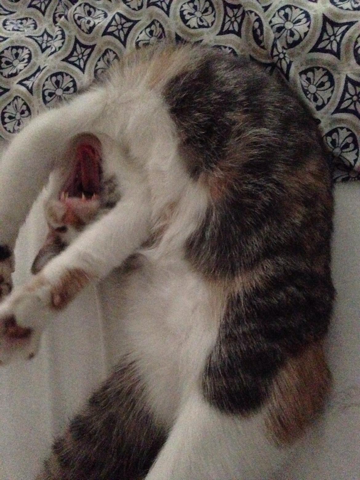 Huskat Fine billede 12