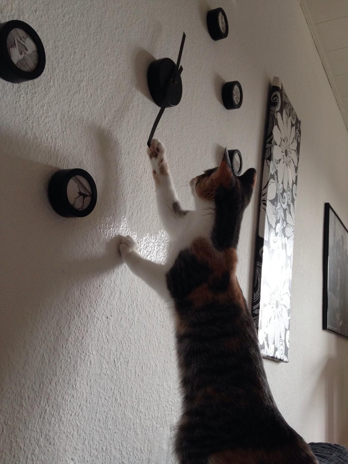 Huskat Fine billede 13