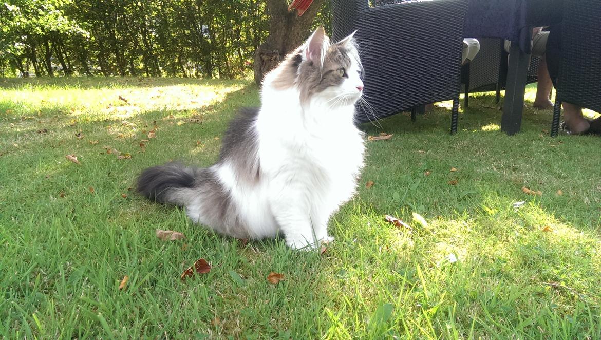 Norsk Skovkat KlanElliott´s Café Romano billede 16