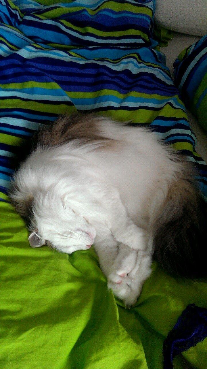 Norsk Skovkat KlanElliott´s Café Romano billede 17