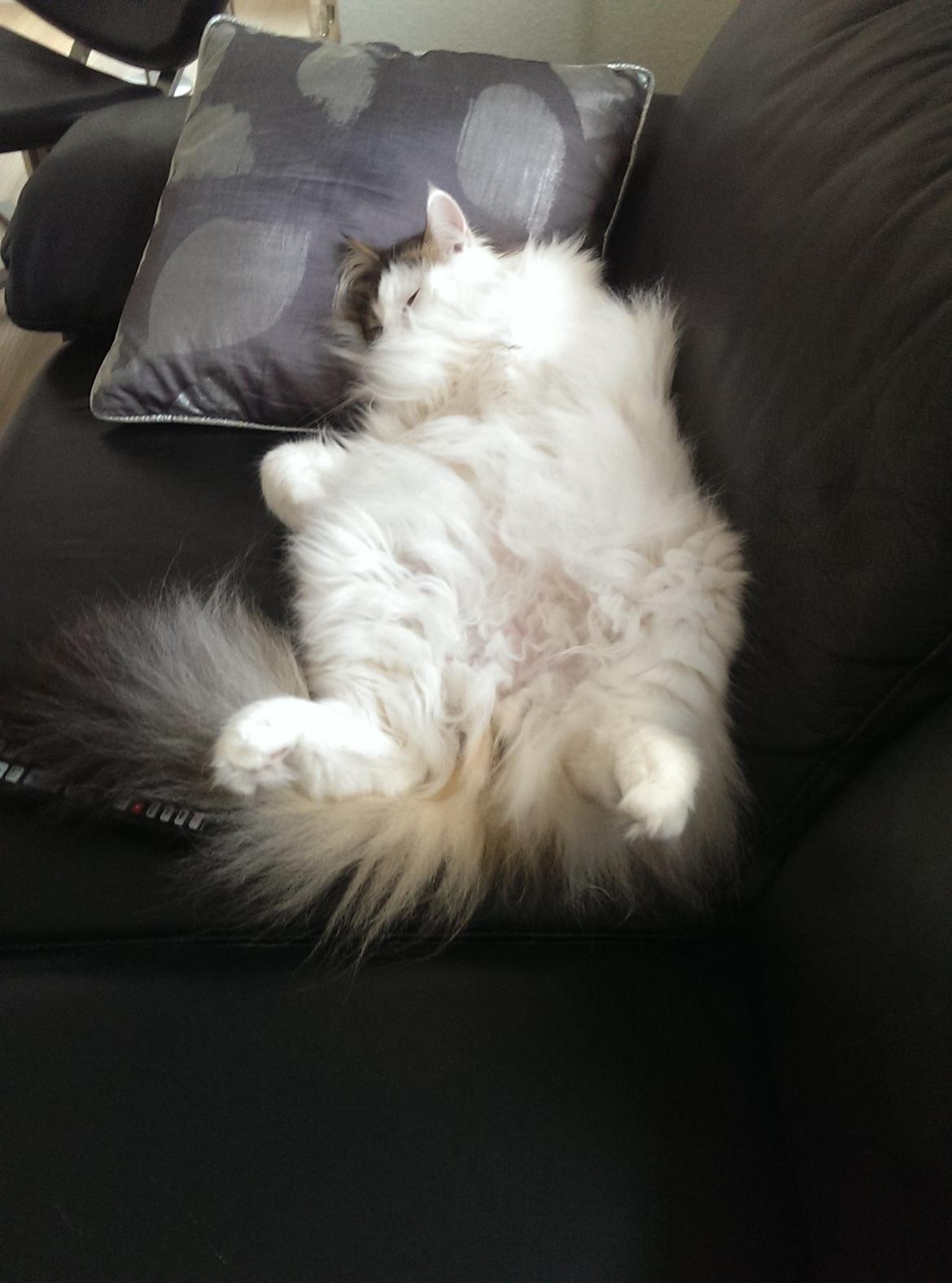 Norsk Skovkat KlanElliott´s Café Romano billede 18