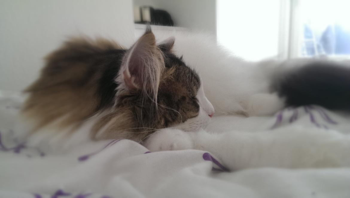 Norsk Skovkat KlanElliott´s Café Romano billede 19