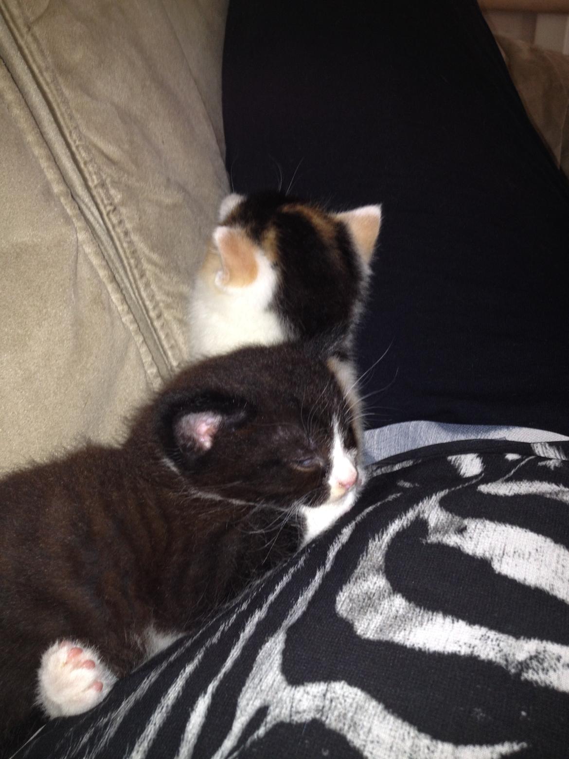 Huskat Shadow billede 27