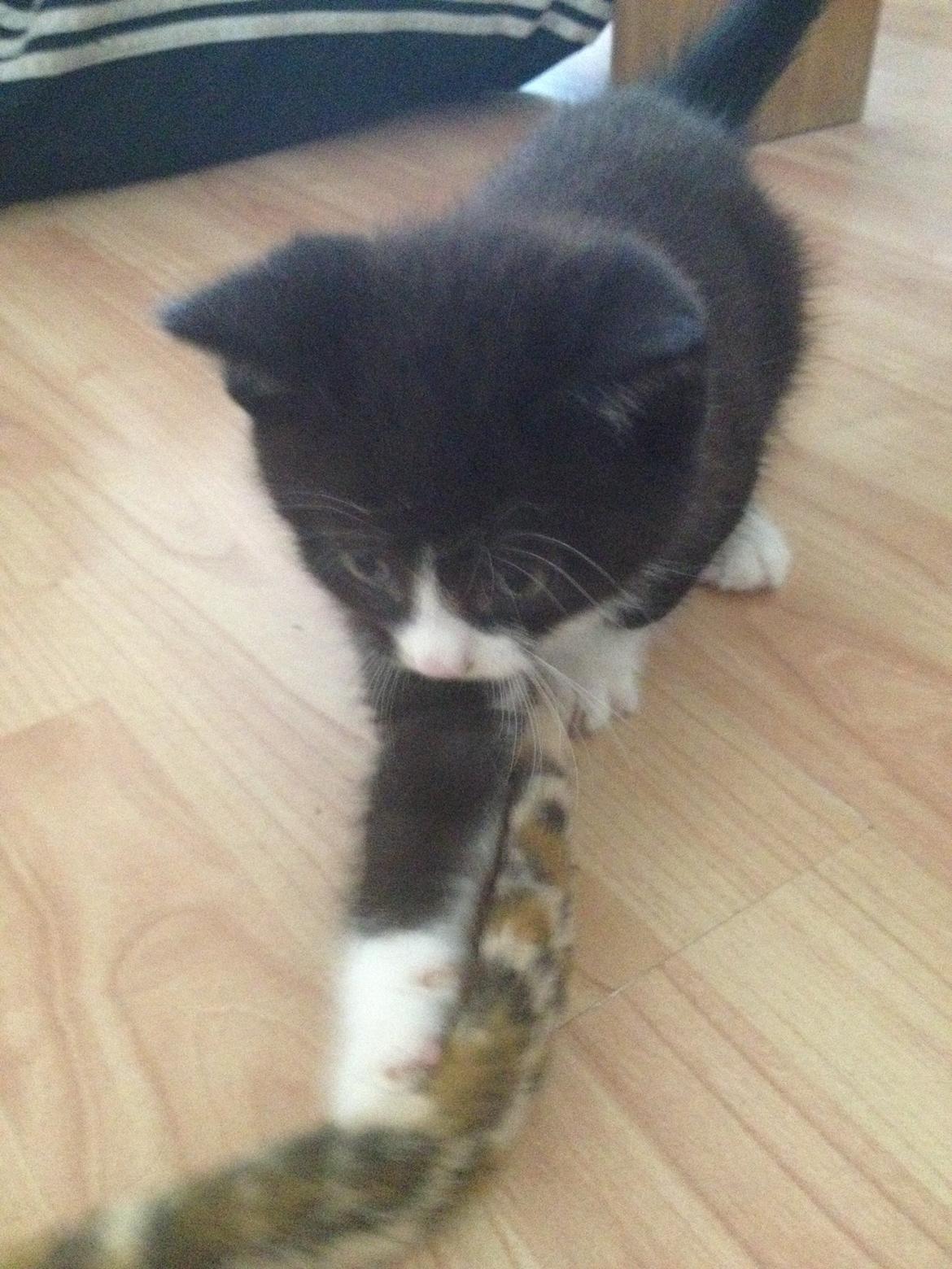 Huskat Shadow billede 17