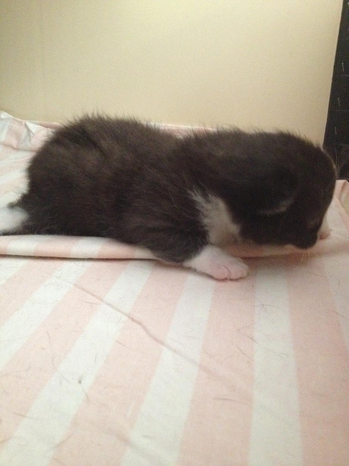 Huskat Shadow billede 20