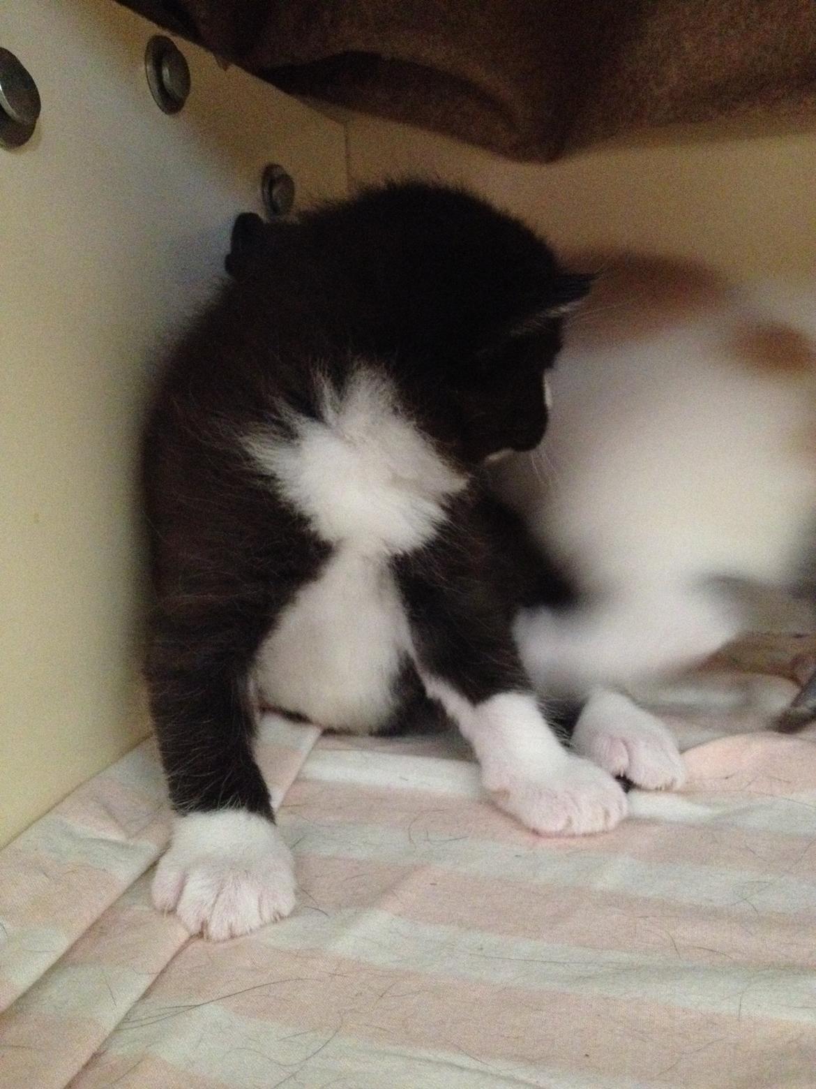 Huskat Shadow billede 21