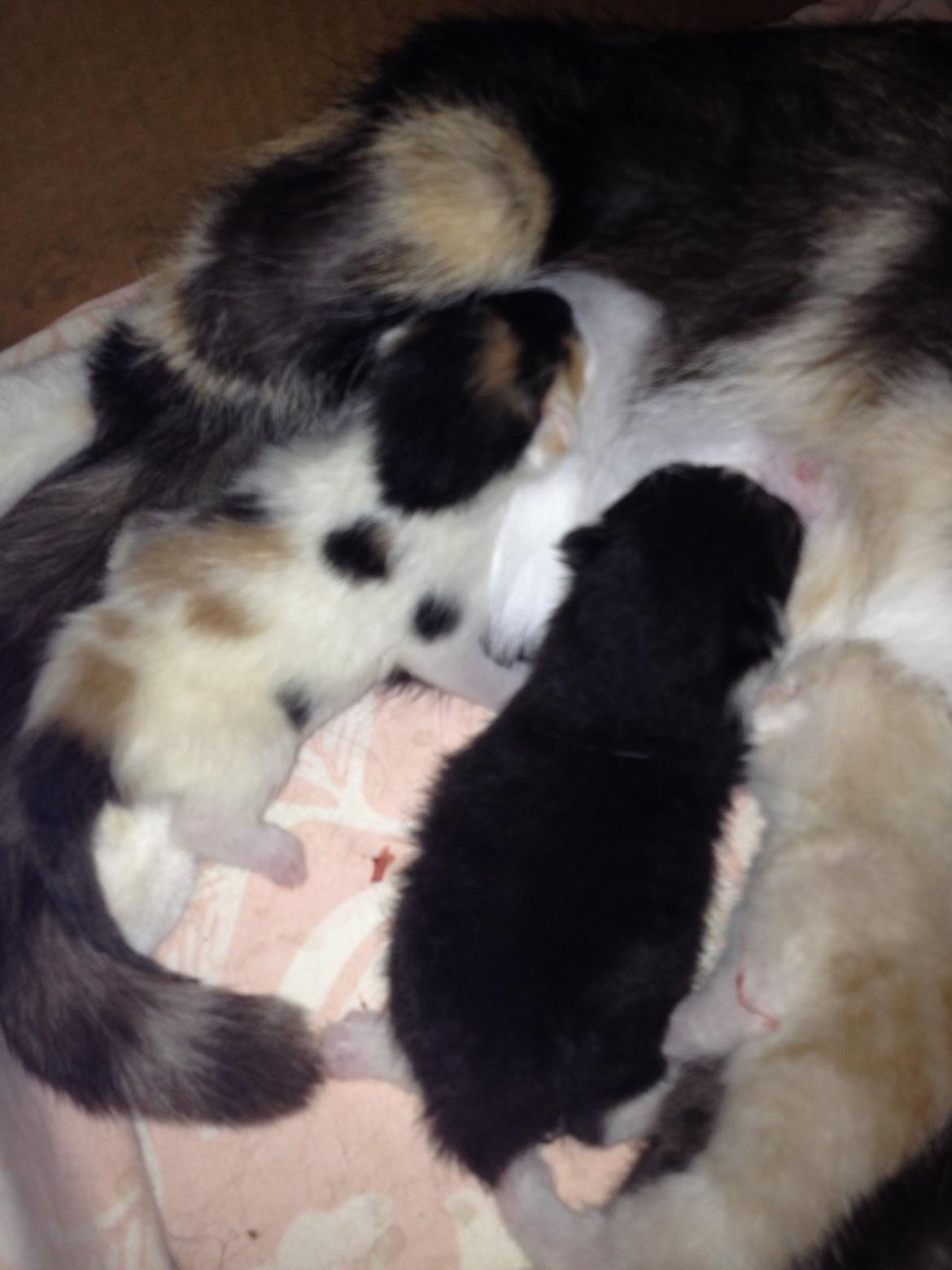 Huskat Shadow billede 19