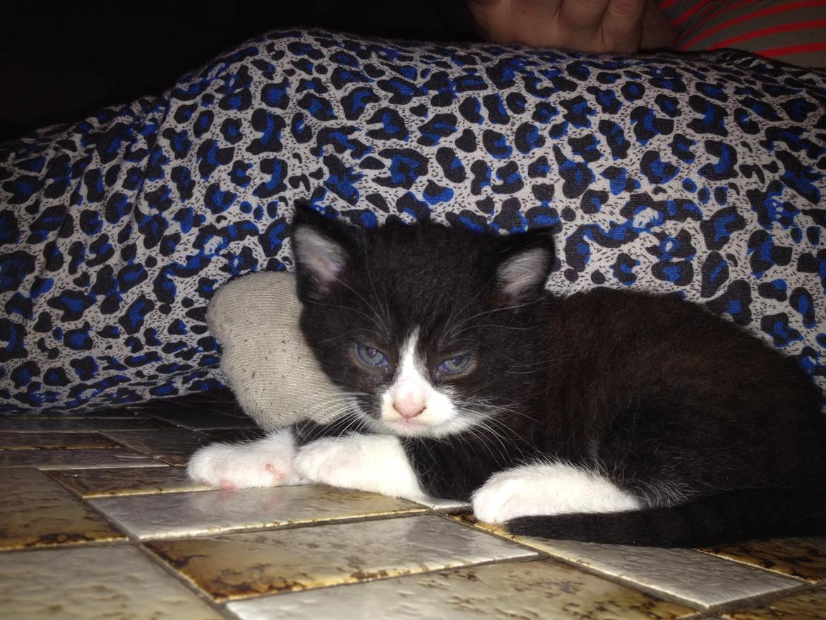 Huskat Shadow billede 23