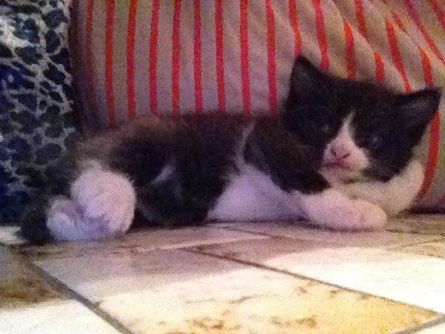 Huskat Shadow billede 24