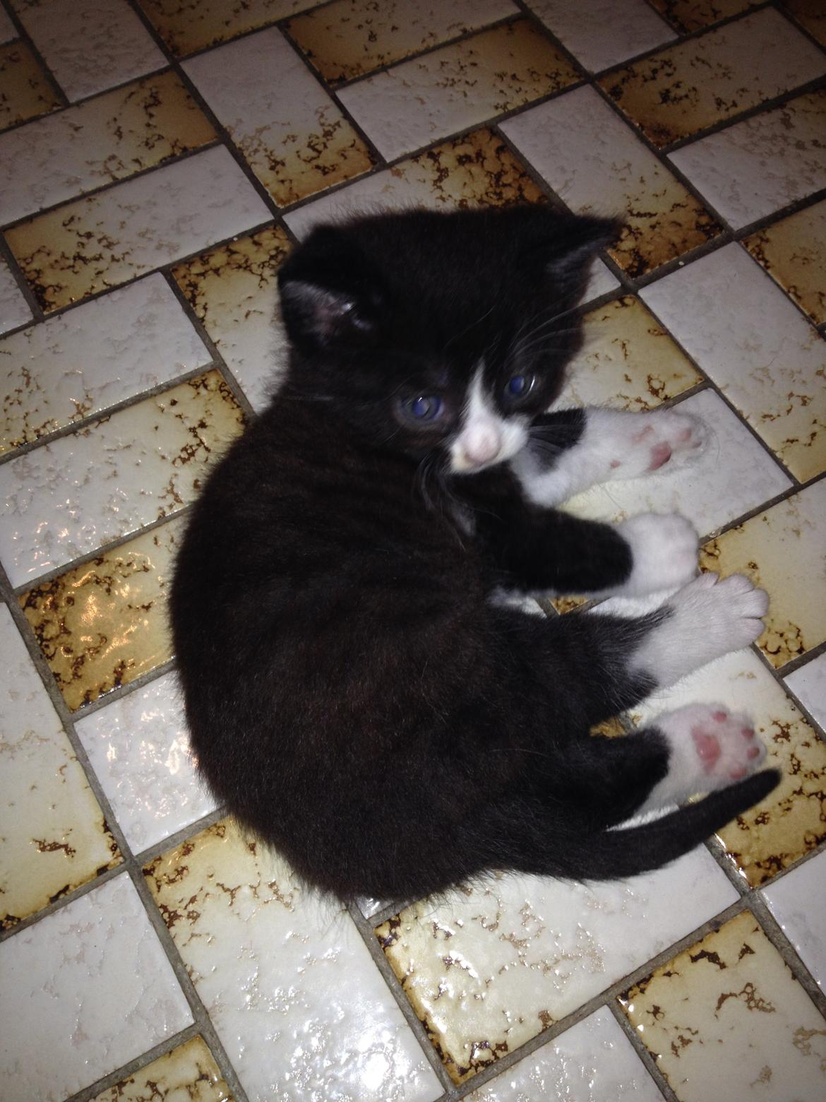 Huskat Shadow billede 25