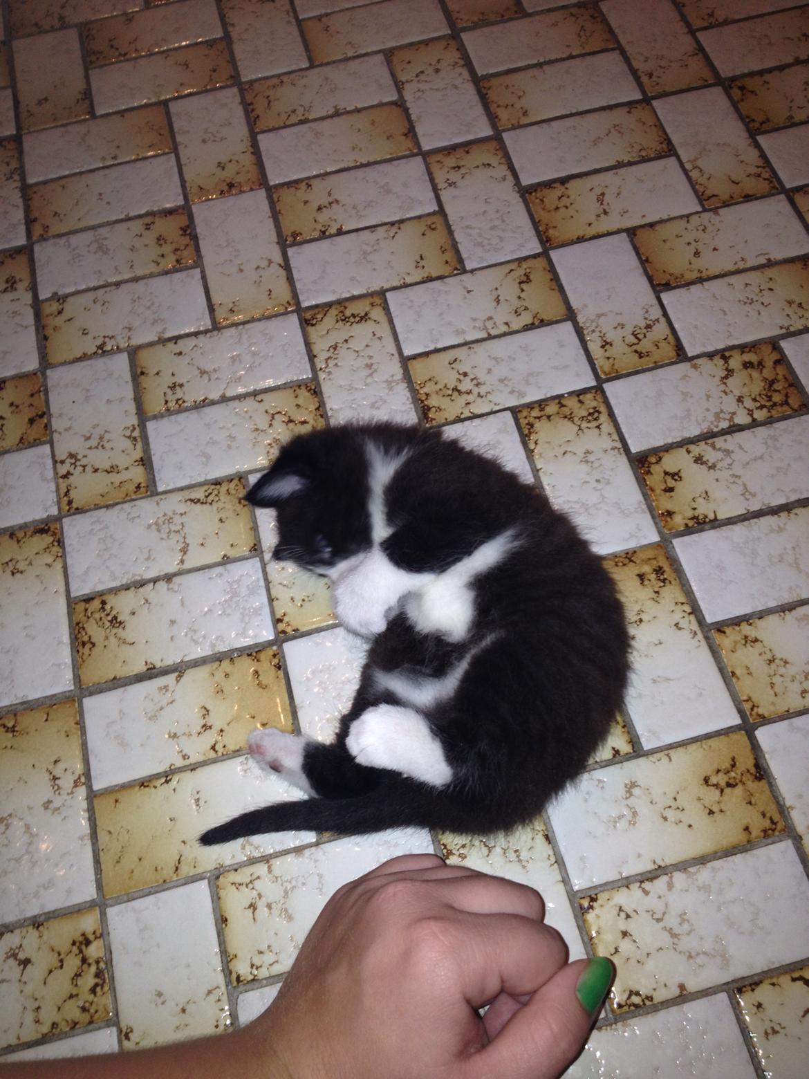 Huskat Shadow billede 26