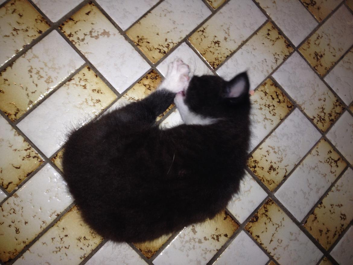 Huskat Shadow billede 22