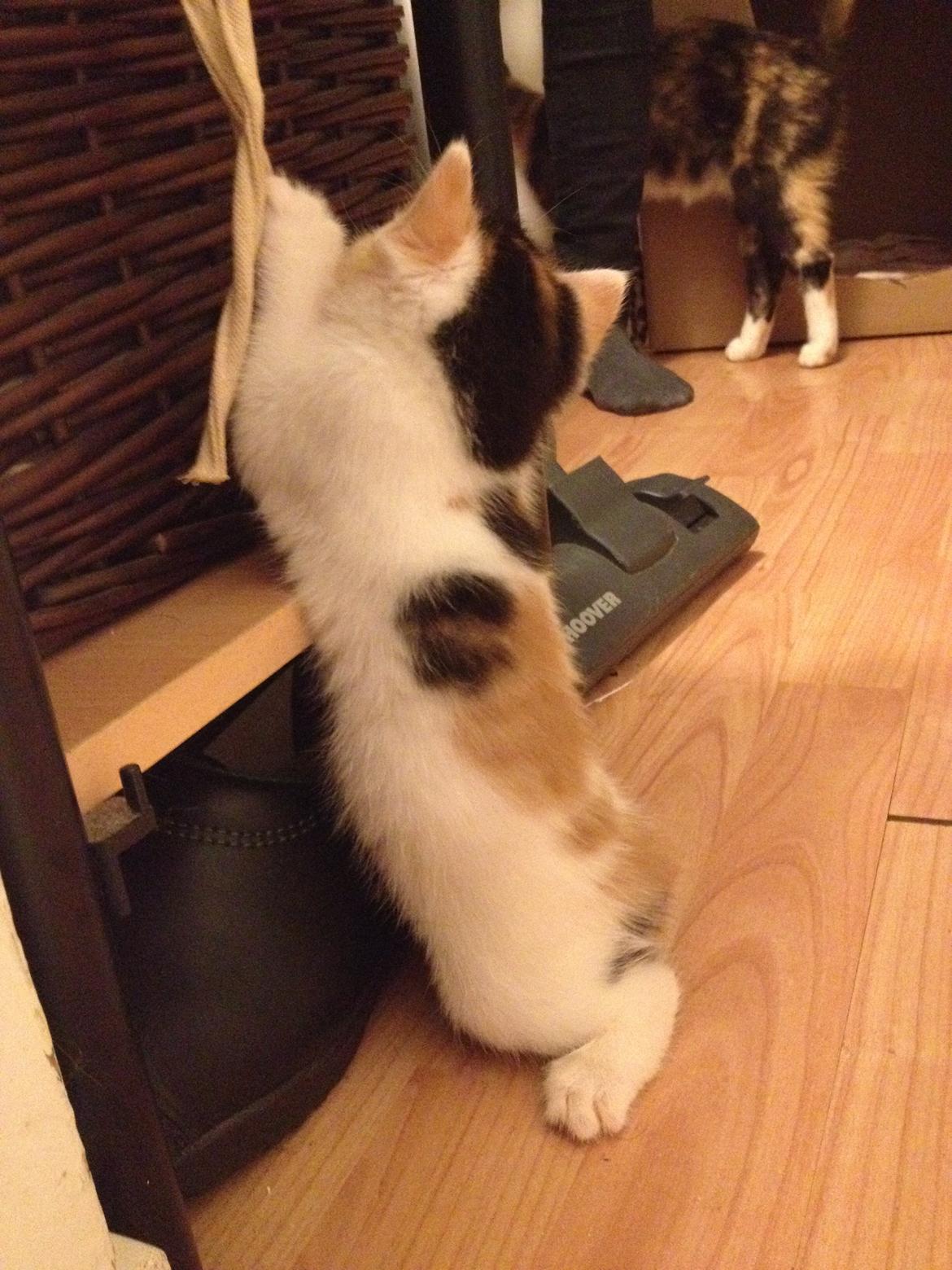 Huskat Rosie billede 23