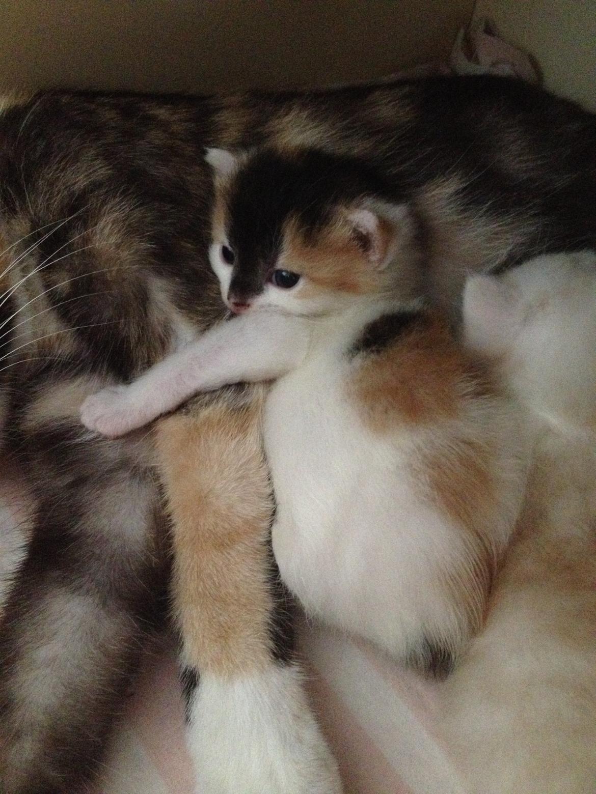 Huskat Rosie billede 25