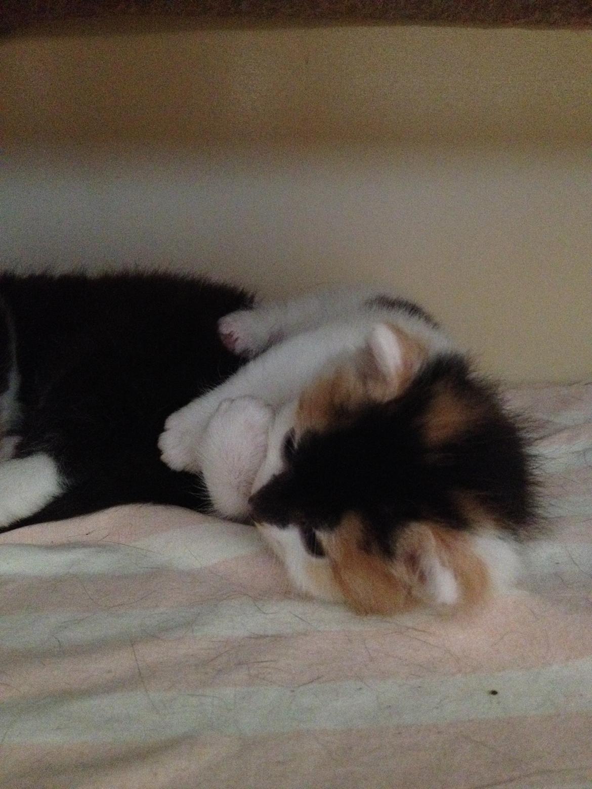 Huskat Rosie billede 26