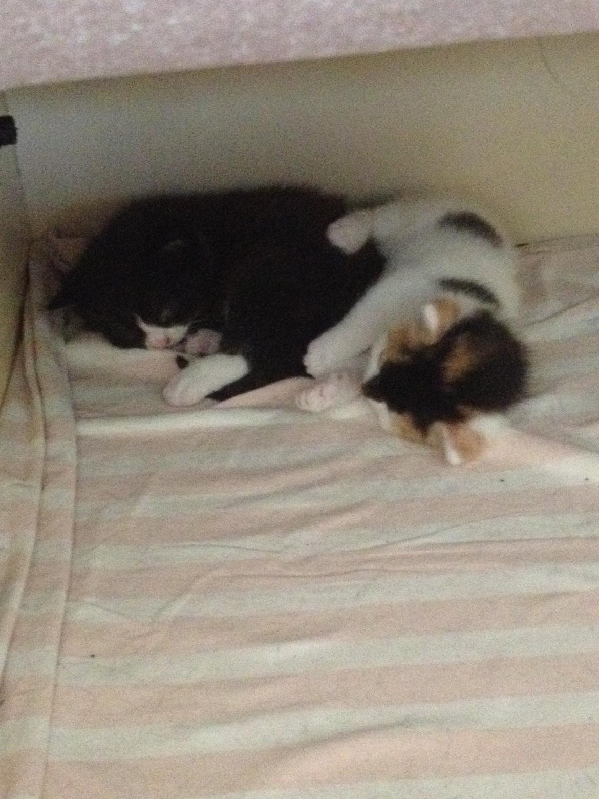 Huskat Rosie billede 27