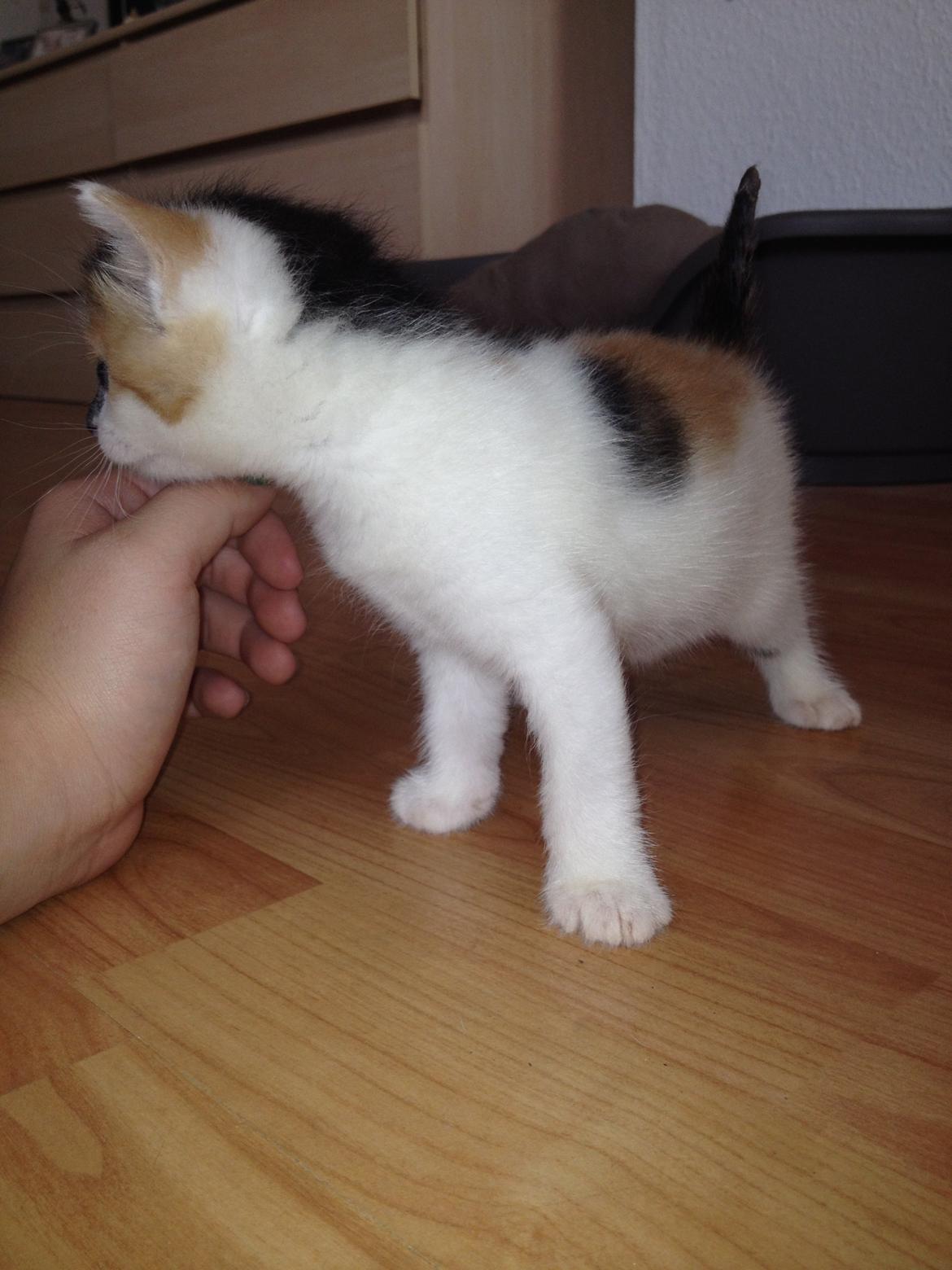 Huskat Rosie billede 28