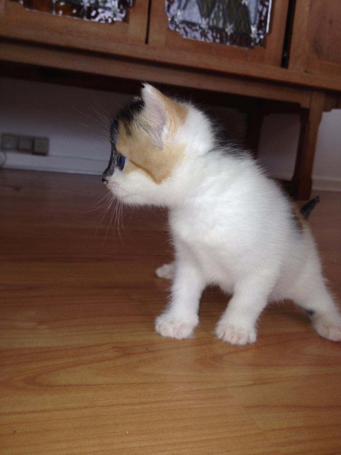 Huskat Rosie billede 29