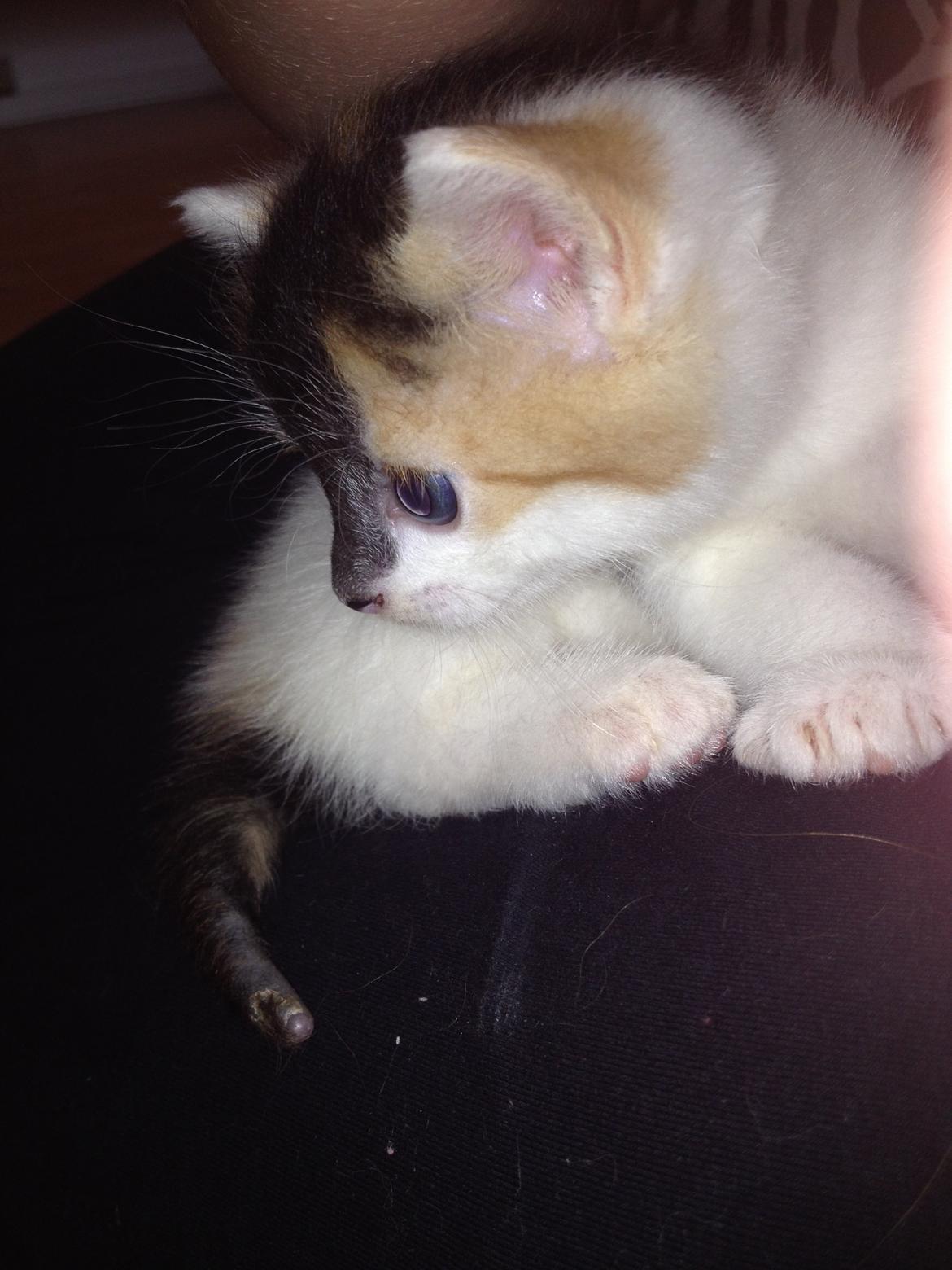 Huskat Rosie billede 30