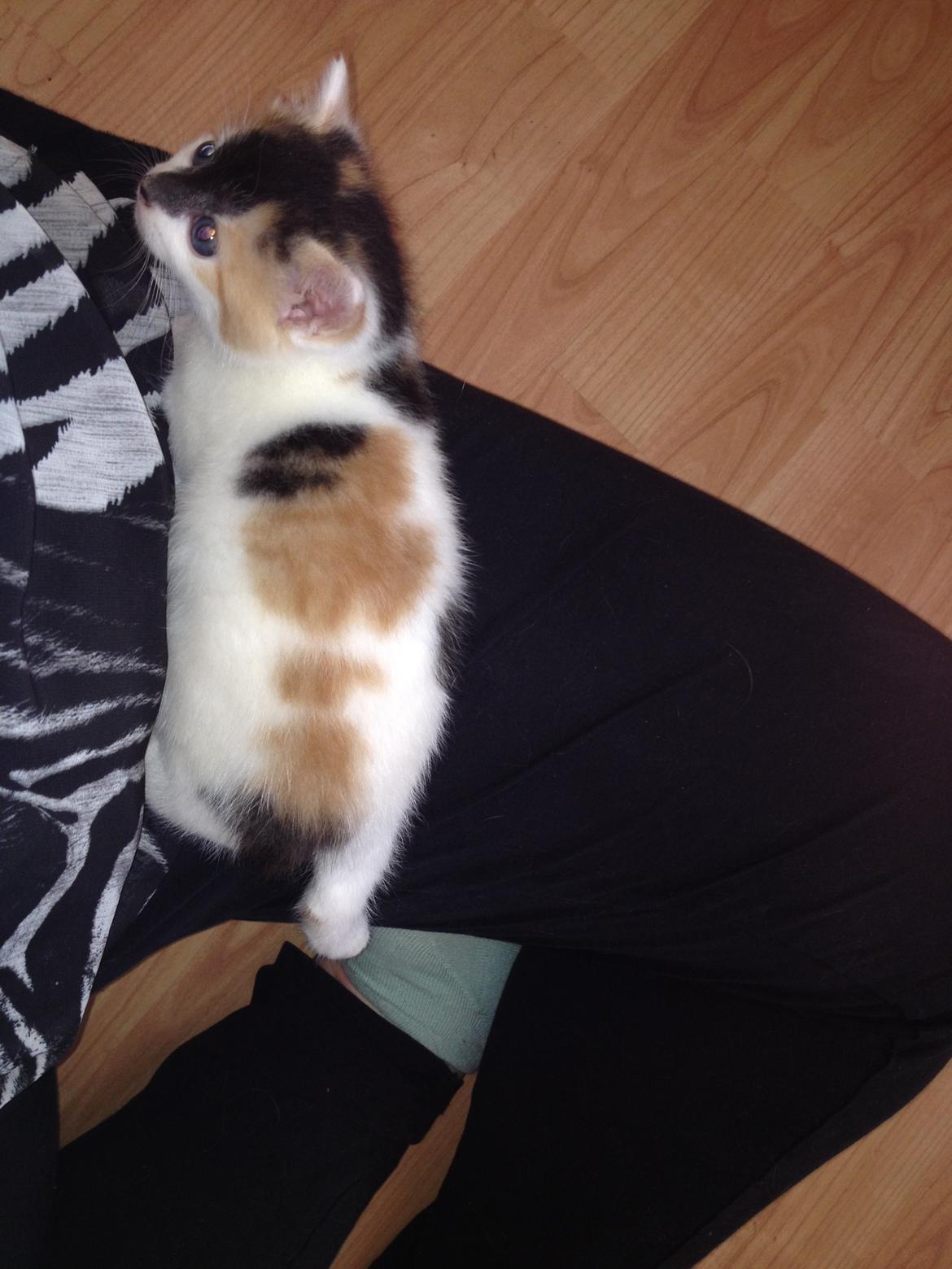 Huskat Rosie billede 31