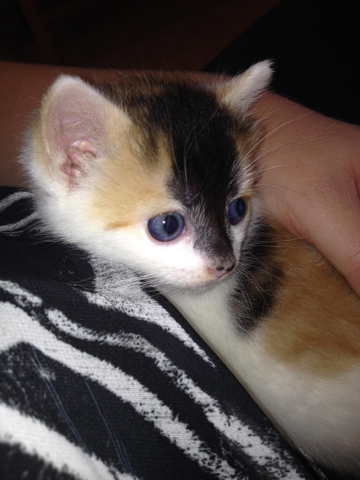 Huskat Rosie billede 32