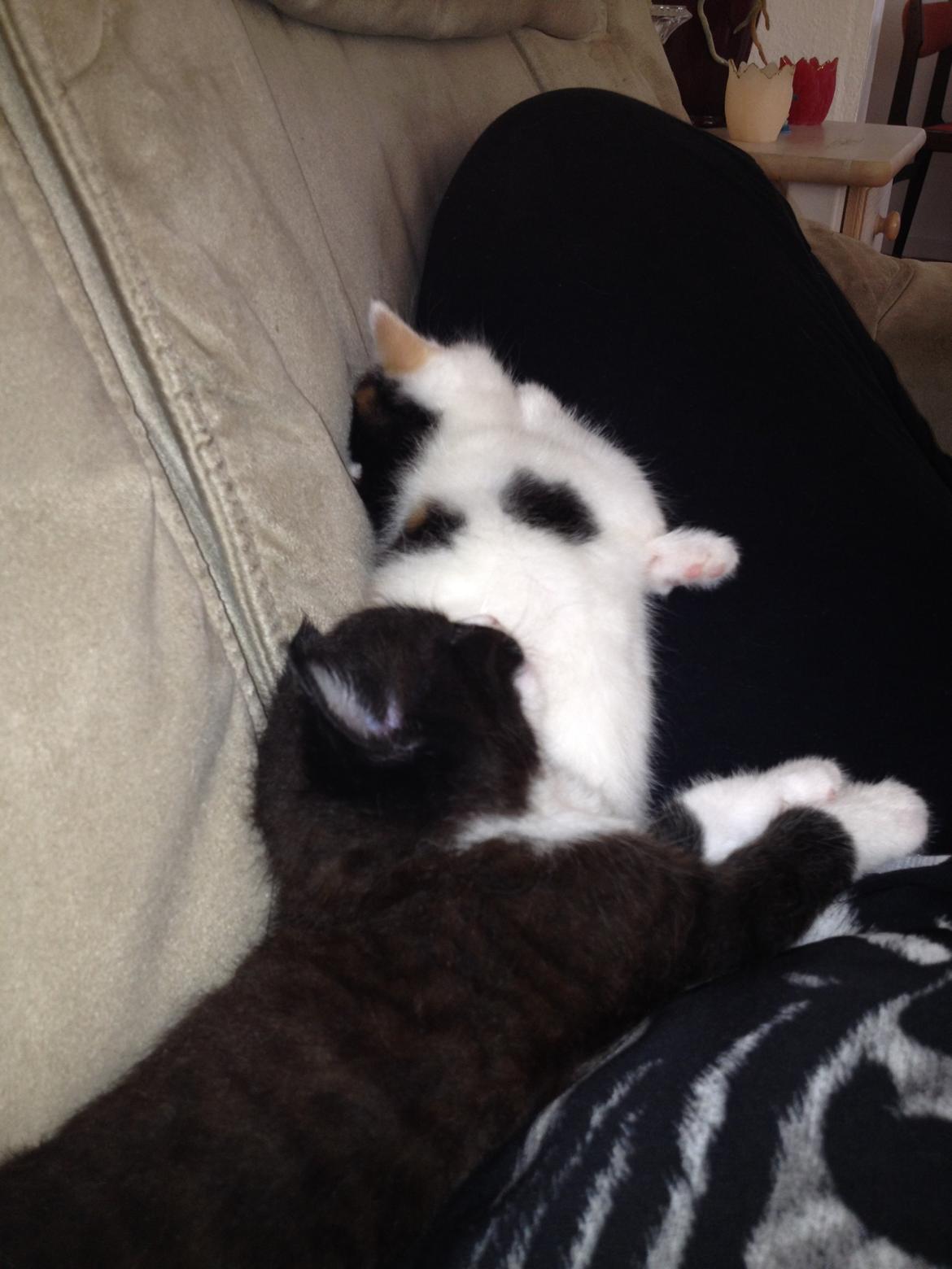 Huskat Rosie billede 33