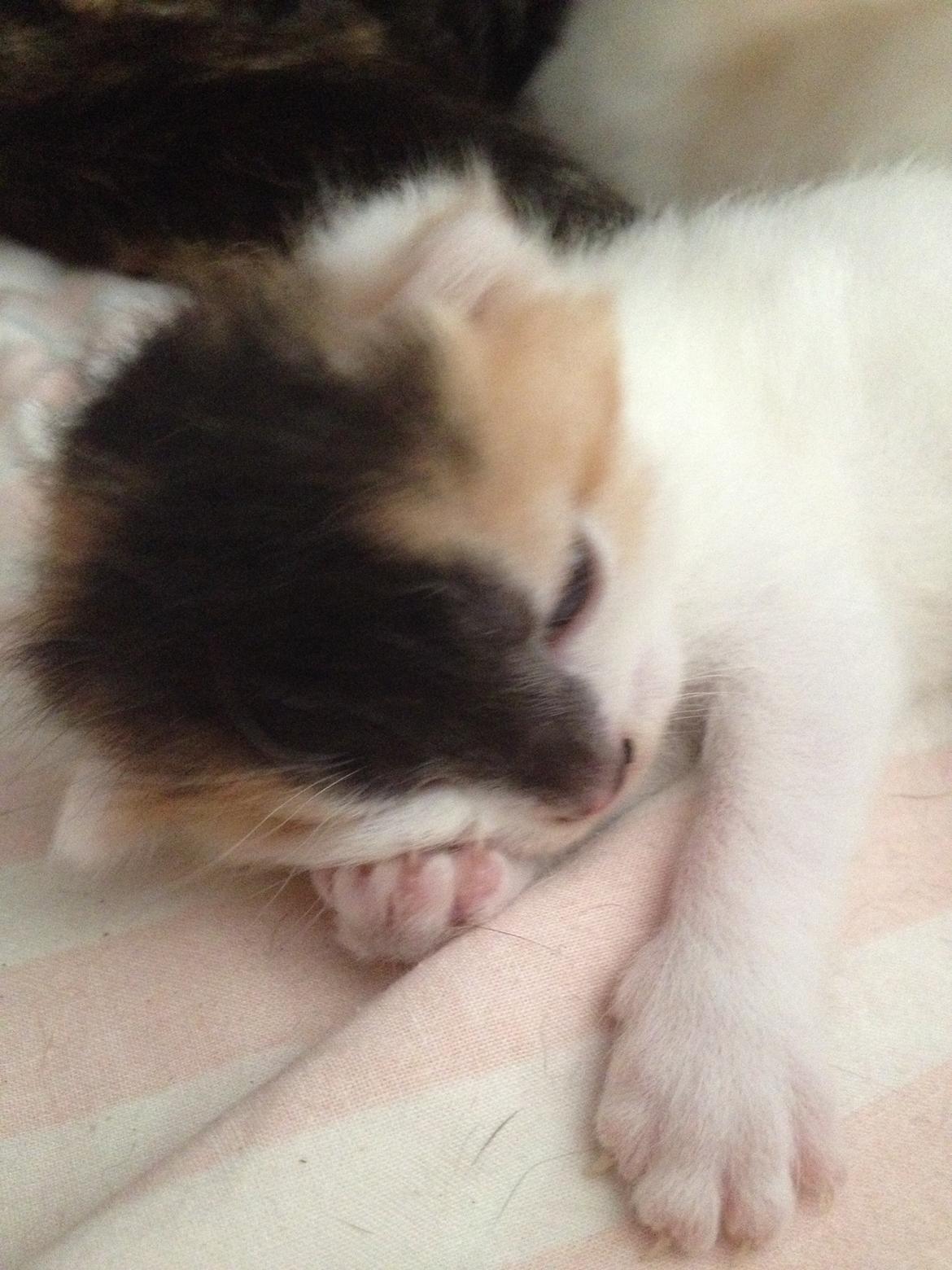 Huskat Rosie billede 24