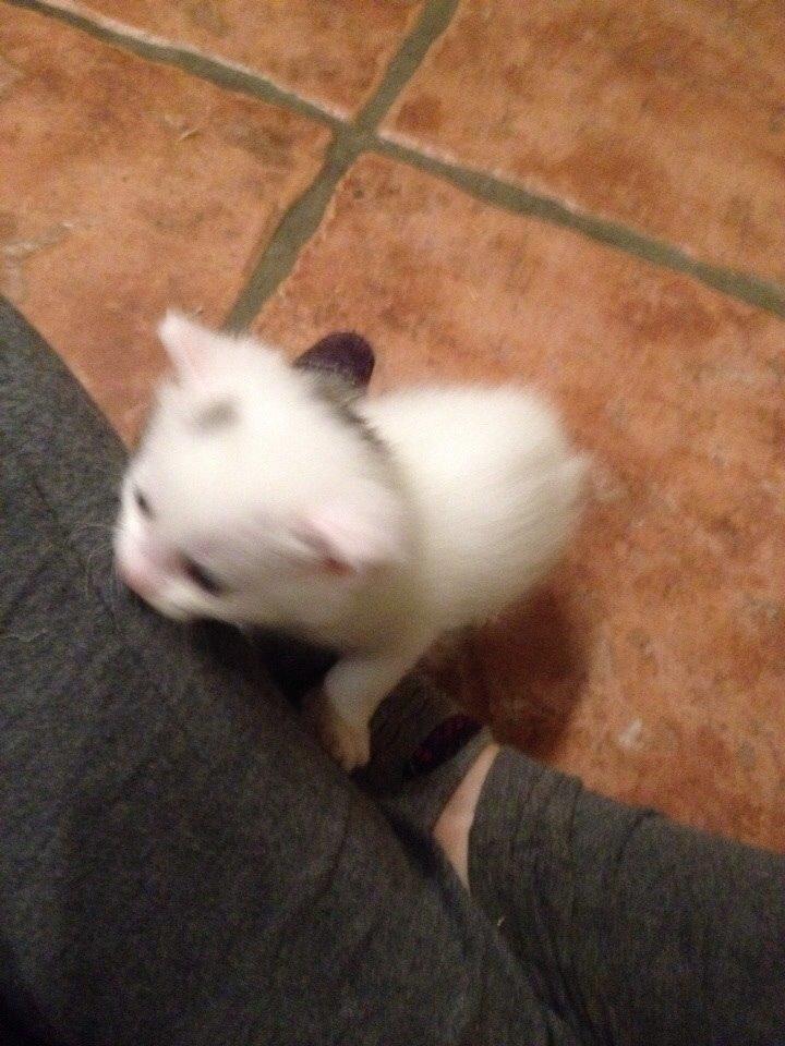 Huskat Elsa billede 2