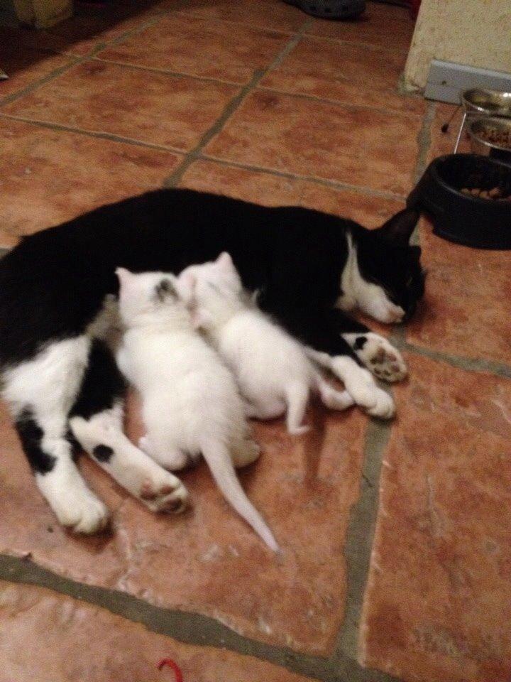 Huskat Elsa billede 3